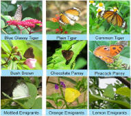 Butterfly observation activities