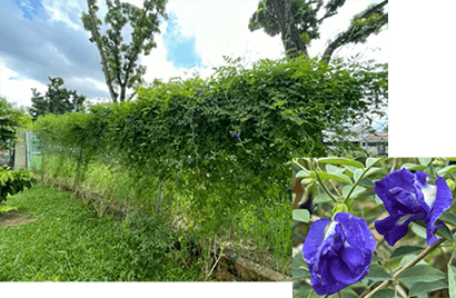 Planting to attract butterflies and birds